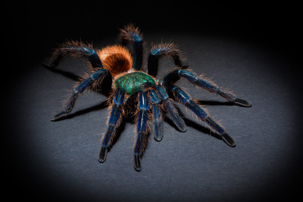 big tarantula on a black background