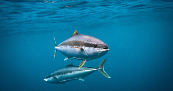 yellowtail fish in the ocean