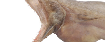an ugly fish with its mouth spread open showing teeth