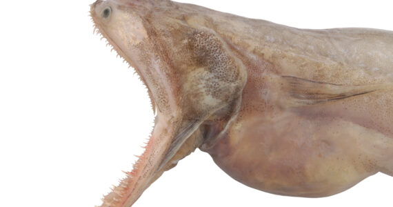 an ugly fish with its mouth spread open showing teeth