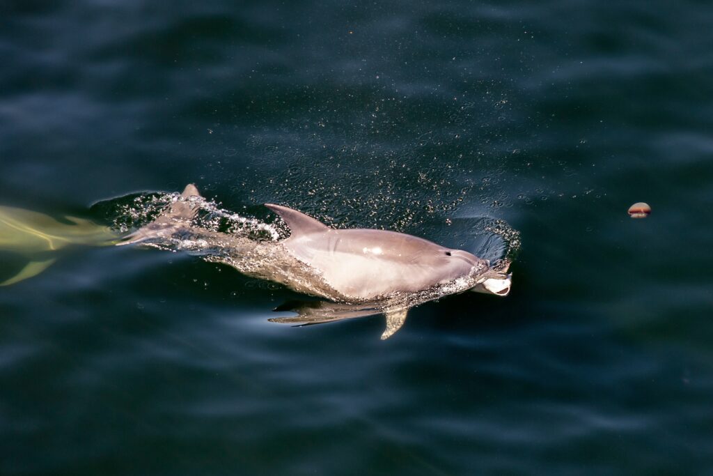 a vaquita in the ocean