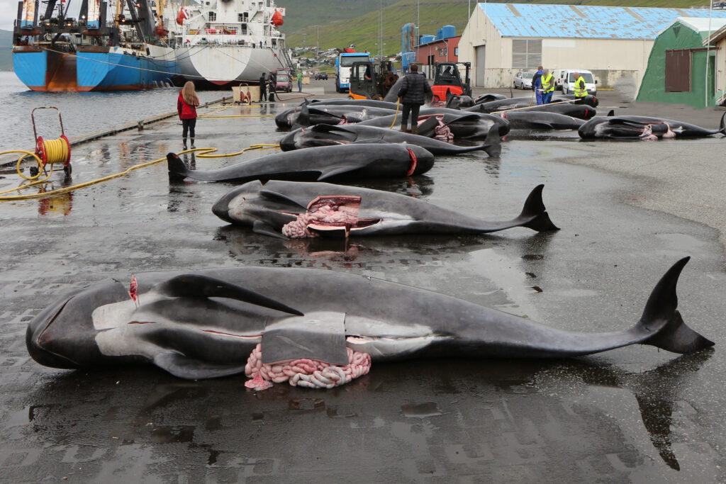 dead whales from a hunt in faroe islands