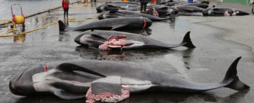 dead whales from a hunt in faroe islands