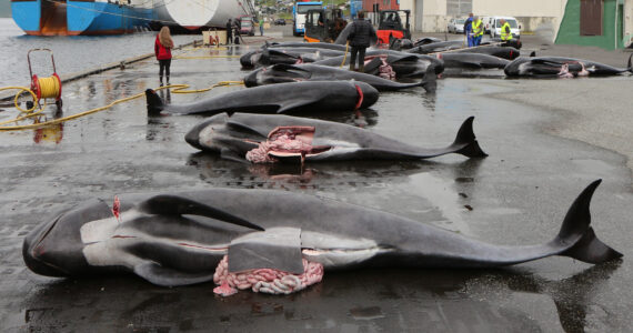 dead whales from a hunt in faroe islands
