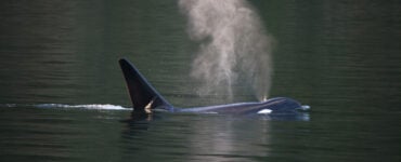 a killer whale exhaling