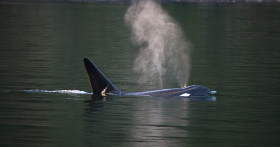 a killer whale exhaling