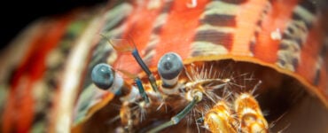 close up of a hermit crabs face