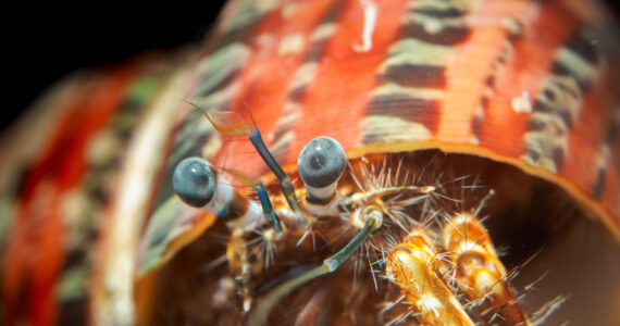 close up of a hermit crabs face