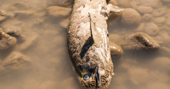a dead salmon in a river