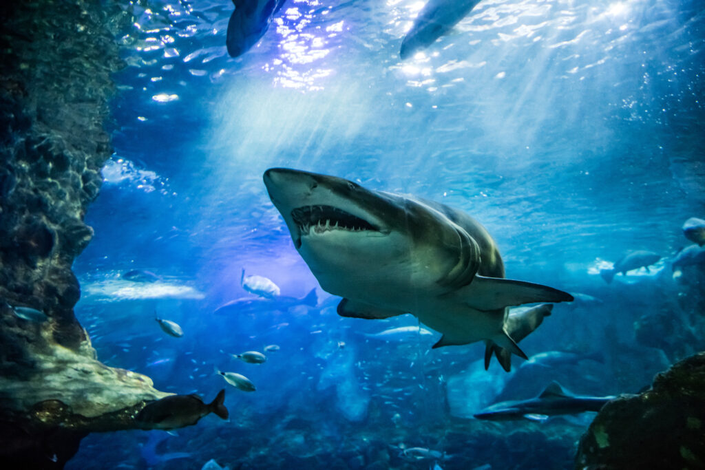 sand tiger shark underwater