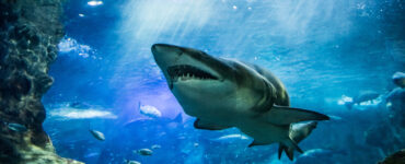 sand tiger shark underwater