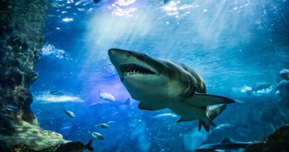 sand tiger shark underwater