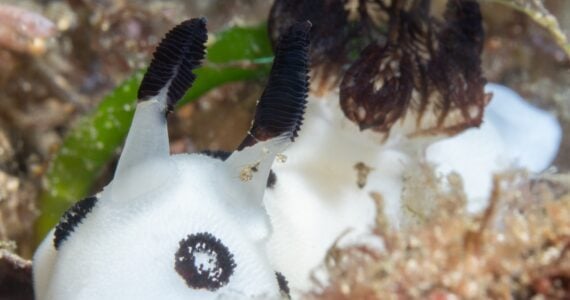 a sea bunny underwater