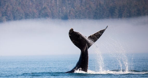 humpback whale tail out of the water