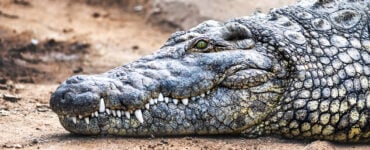 a large crocodile laying on the ground