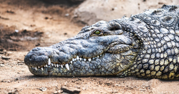 a large crocodile laying on the ground