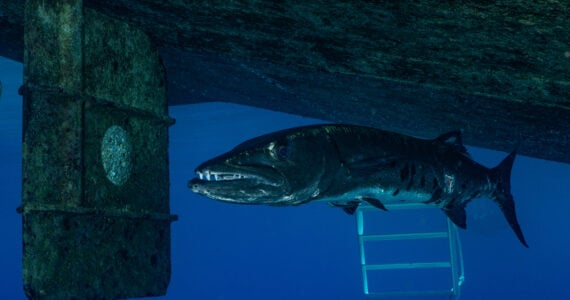 a massive barracuda underneath a boat in the ocean