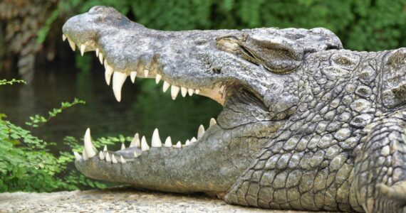 an enormous alligator with its mouth open