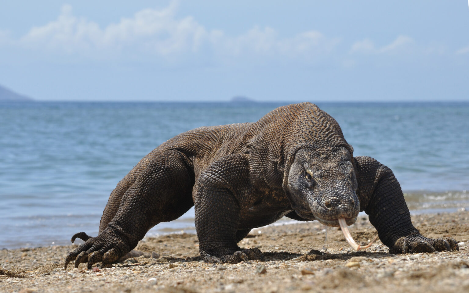 The Biggest Komodo Dragon Ever Recorded