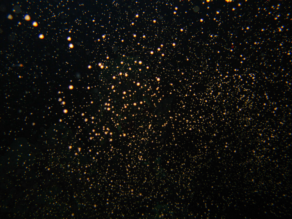 a cloud of coral larvae underwater