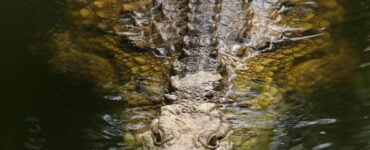 a crocodile in the water hunting prey