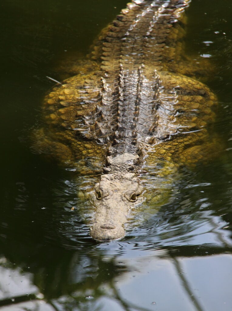 a crocodile in the water hunting prey