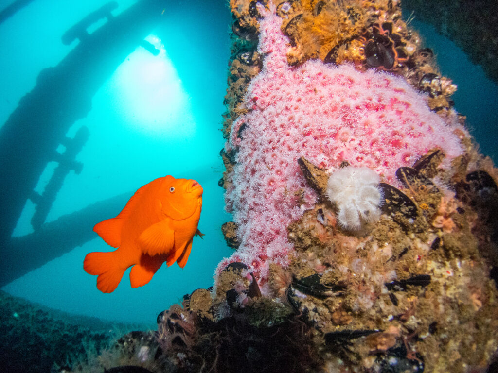a fish near an underwater oil rig