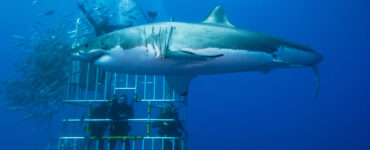 giant shark swims in front of cage full of people