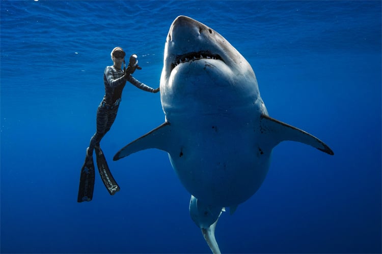 diver swimming next to deep blue the great white shark