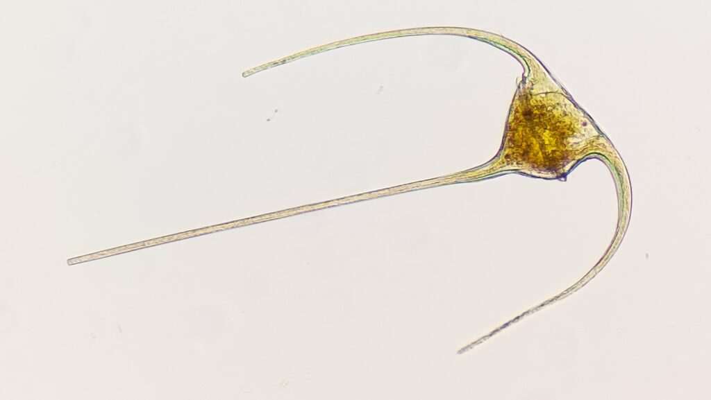 a dinoflagellate plankton