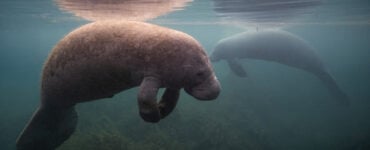 a manatee underwater in florida