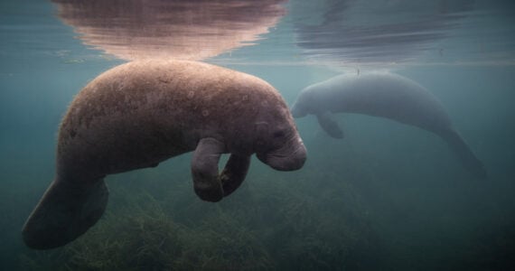 a manatee underwater in florida