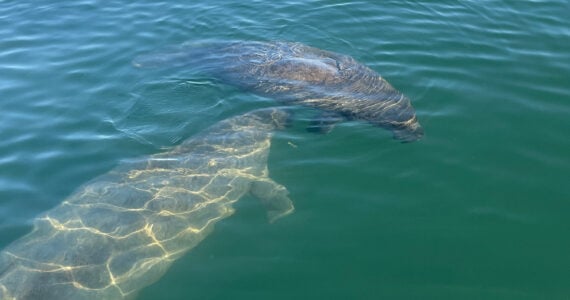 manatee and calf swimming in the water