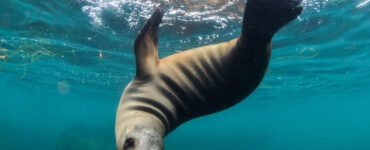 a sea lion swimming upside down