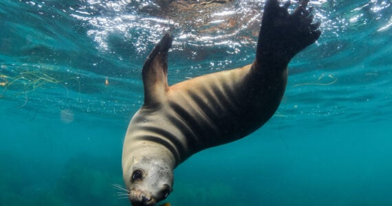 a sea lion swimming upside down