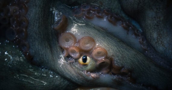 an octopus with tentacles wrapped around its face