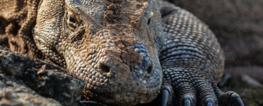 closeup of a komodo dragon resting on the ground