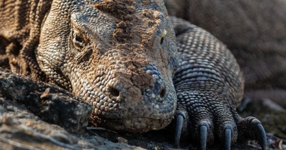 closeup of a komodo dragon resting on the ground