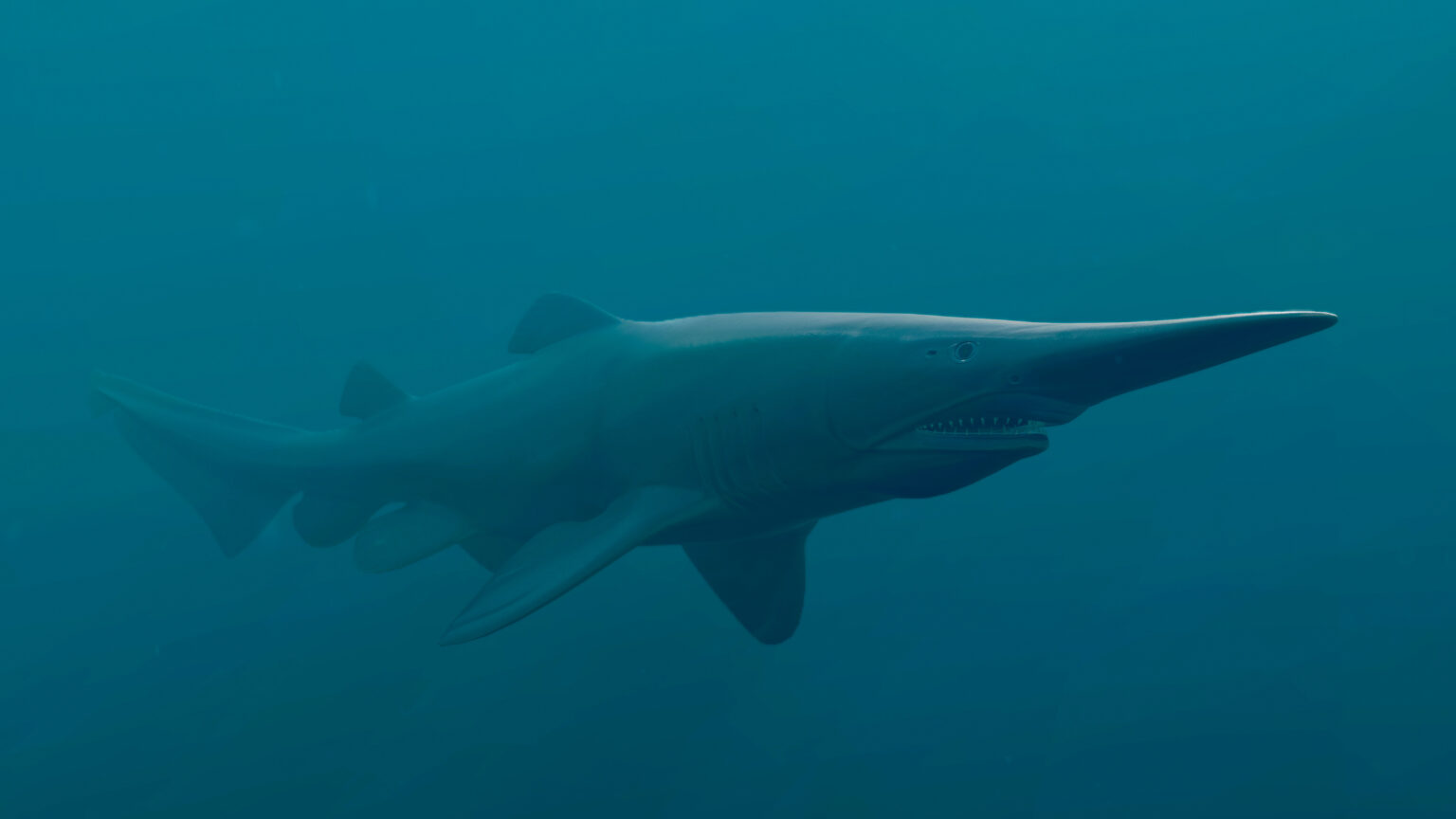 Facts About Goblin Sharks