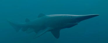 goblin shark underwater