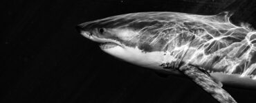 a great white shark in black and white