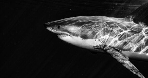 a great white shark in black and white