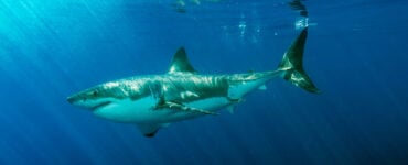 a great white shark in the ocean