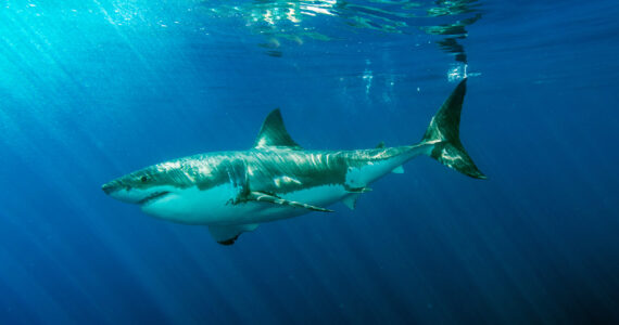 a great white shark in the ocean