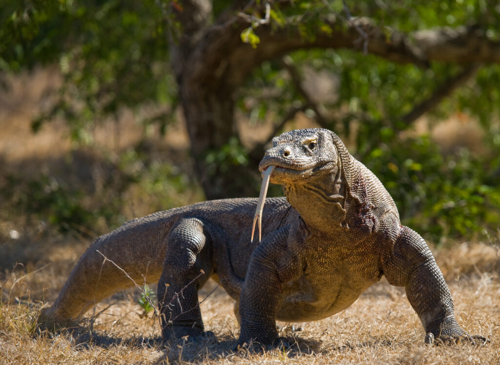 a komodo dragon with its tongue out