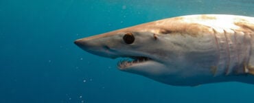 a mako shark in the ocean