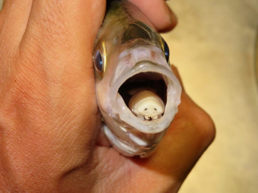 a fish with a tongue eating louse
