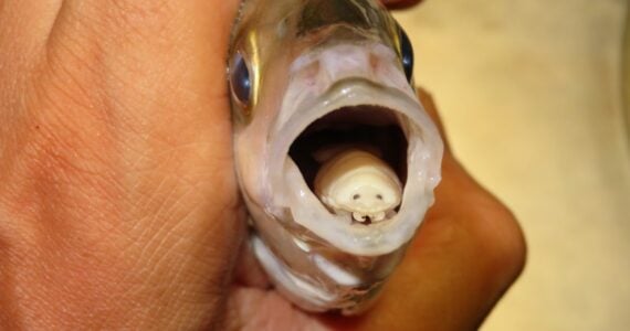 a fish with a tongue eating louse