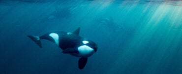 orcas underwater
