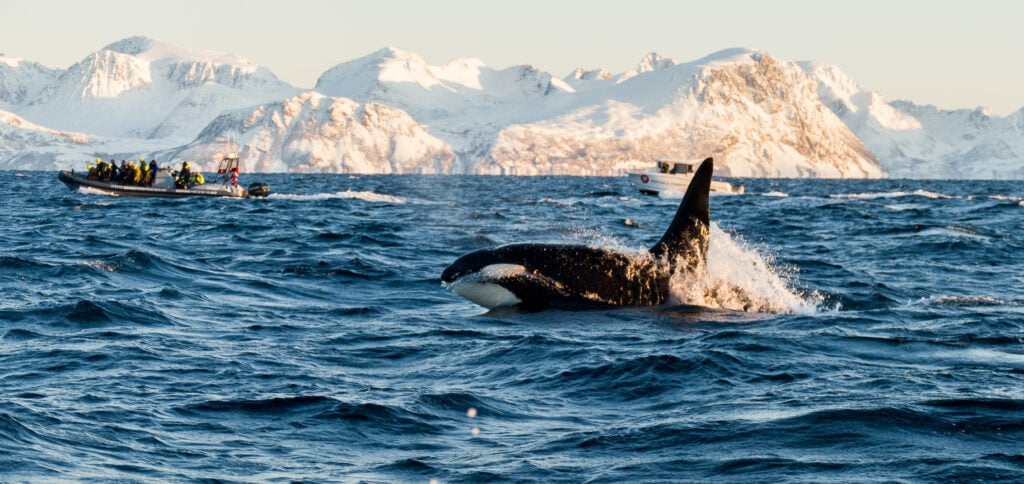 a pod of orcas swimming near sea ice